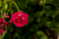 CECY_MIGUEL_WD-13